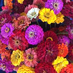 Un vase rempli d'un bouquet de fleurs, dont des Zinnias Mélangés de Tourne-Sol, continuent de fleurir avec éclat dans un éventail de beautés colorées.