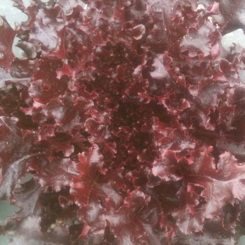 Laitue Feuille de Chêne Red Salad Bowl
