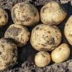 Un groupe de TS Dakota Pearl - plants de pommes de terre dans le sol.