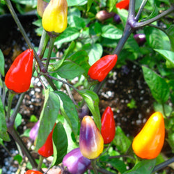 Poivrons mauves poussant sur une plante chinoise à cinq couleurs de Tourne-Sol Piment Fort.