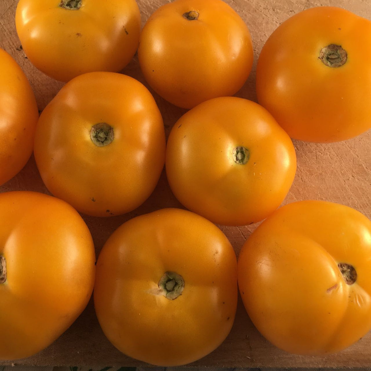 Groupe de tomates jaunes Tomate Jaune Golden Bison d&#39;A.F. Yeager sur planche de bois dans le Dakota du Nord par Tourne-Sol.