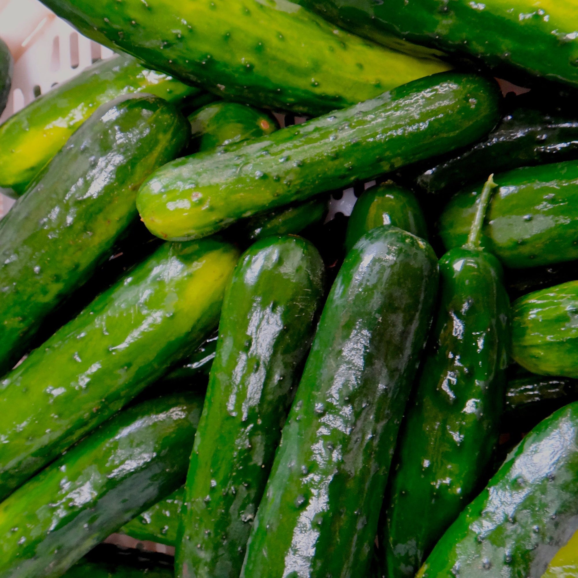 Une variété de concombres verts frais Tourne-Sol d'une ferme, soigneusement disposée dans un panier.