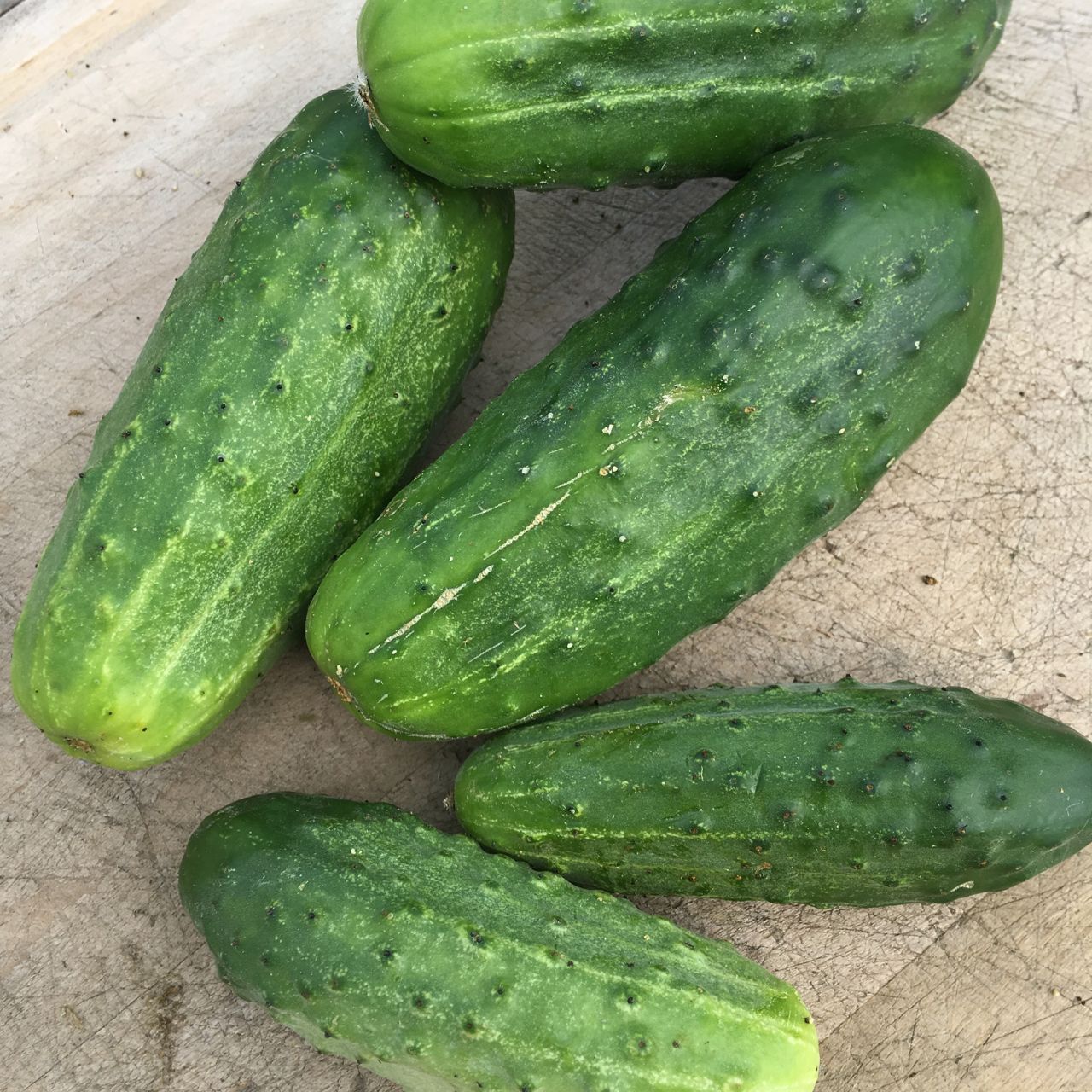 Un groupe de concombres verts Cornichon National Pickling, prêts à être mis en conserve par la Tourne-Sol.