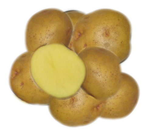 Yukon Gold - seed potato / pomme de terre semence