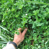 early spring regrowth of overwintered sweetclover